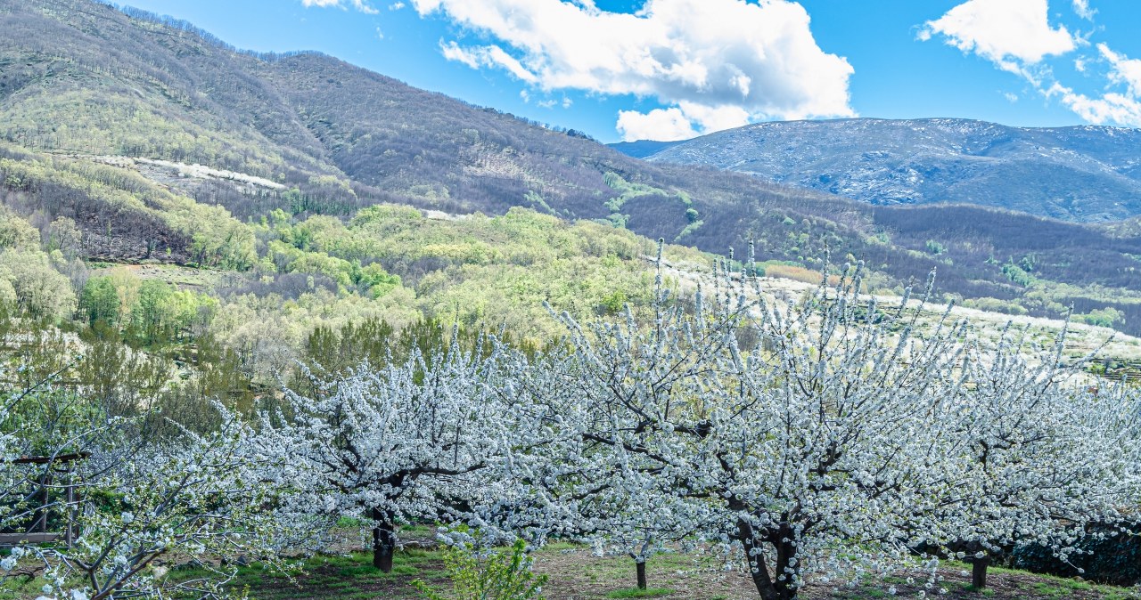 W Dolinie Jerte na przełomie marca i kwietnia zakwita przeszło 1,5 miliona wiśni. Widok jest niesamowity. /Pixel