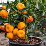 W doniczce owocuje cały rok, a my nie znamy jej wartości. Skarbiec witaminy C, wzmacnia odporność i reguluje cukier 