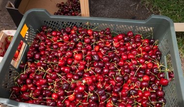 W dyskontach pojawiły się czereśnie. Cena niższa niż na targach i to o ile