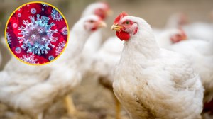 W Ekwadorze potwierdzono pierwsze zakażenie ptasią grypą u człowieka