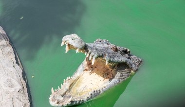 W Europie żyły krokodyle. Były wielkości kotów