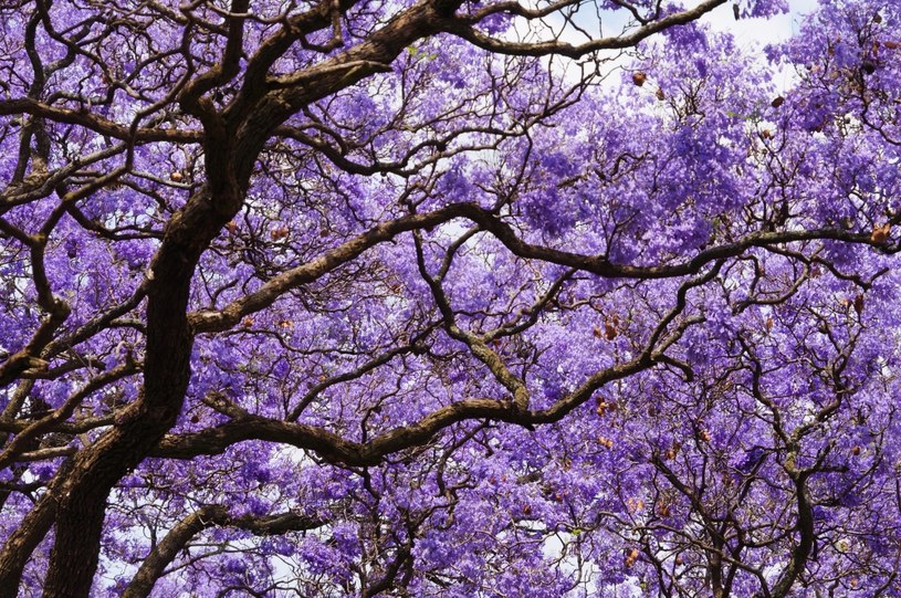 W Funchal znajdują się aleje kwitnących na fioletowo drzew Jakaranda /123RF/PICSEL
