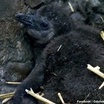 W gdańskim zoo urodziło się 15 pingwinów przylądkowych