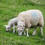 W Gdańsku owce zastąpią kosiarki. Pomysł powstał po sporze z mieszkańcami