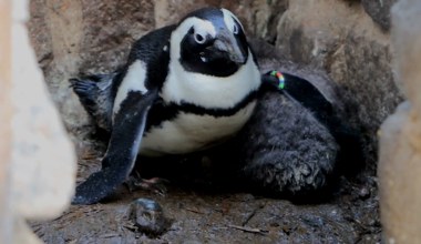  W Gdańsku przyszły na świat cztery pingwiny