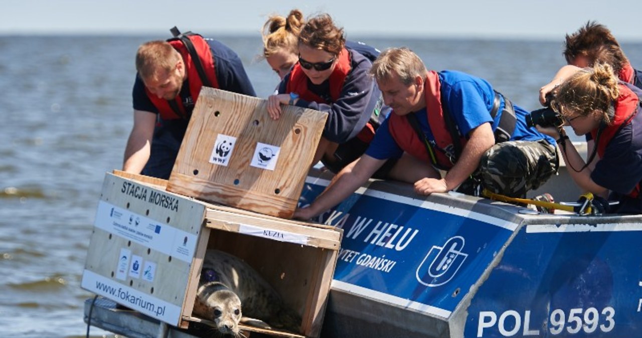 W Gdańsku wypuszczono 3 wyleczone foki