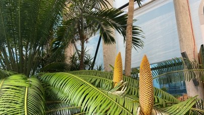 W Gdańsku zakwitł sagowiec