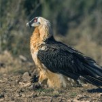 W gnieździe orłosępa brodatego znaleźli skarby. Znoszone tu latami