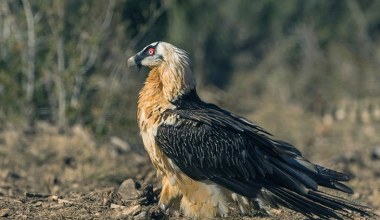 W gnieździe orłosępa brodatego znaleźli skarby. Znoszone tu latami