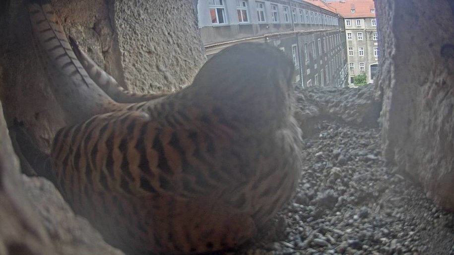 W gnieździe pojawiły się już dwa pierwsze jajka. /Urząd Miasta Szczecina /