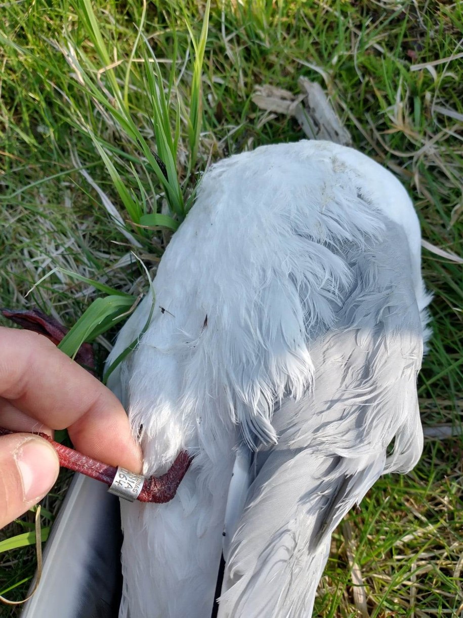 W Gołdapi znaleziono 27 martwych mew /fot. Dawid Cząstkiewicz /