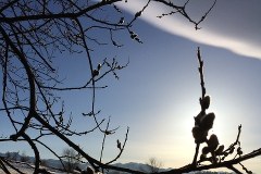 W górach zakwitły bazie