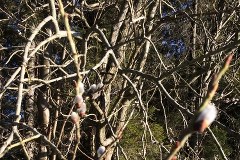 W górach zakwitły bazie