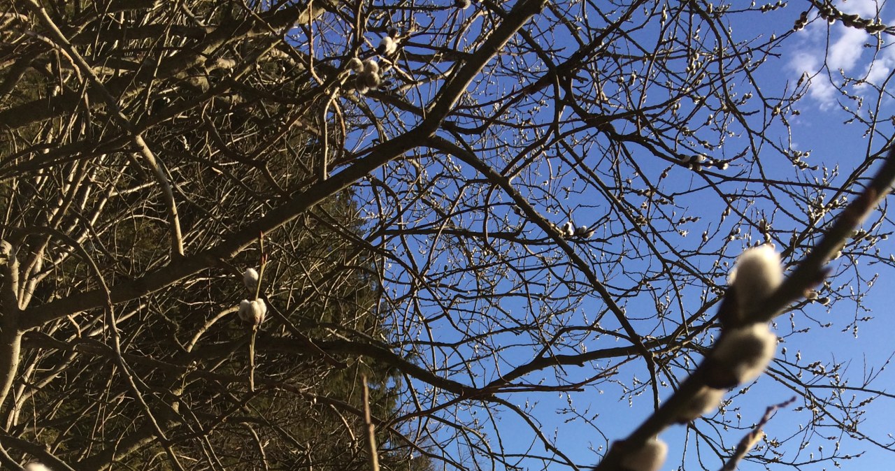 W górach zakwitły bazie