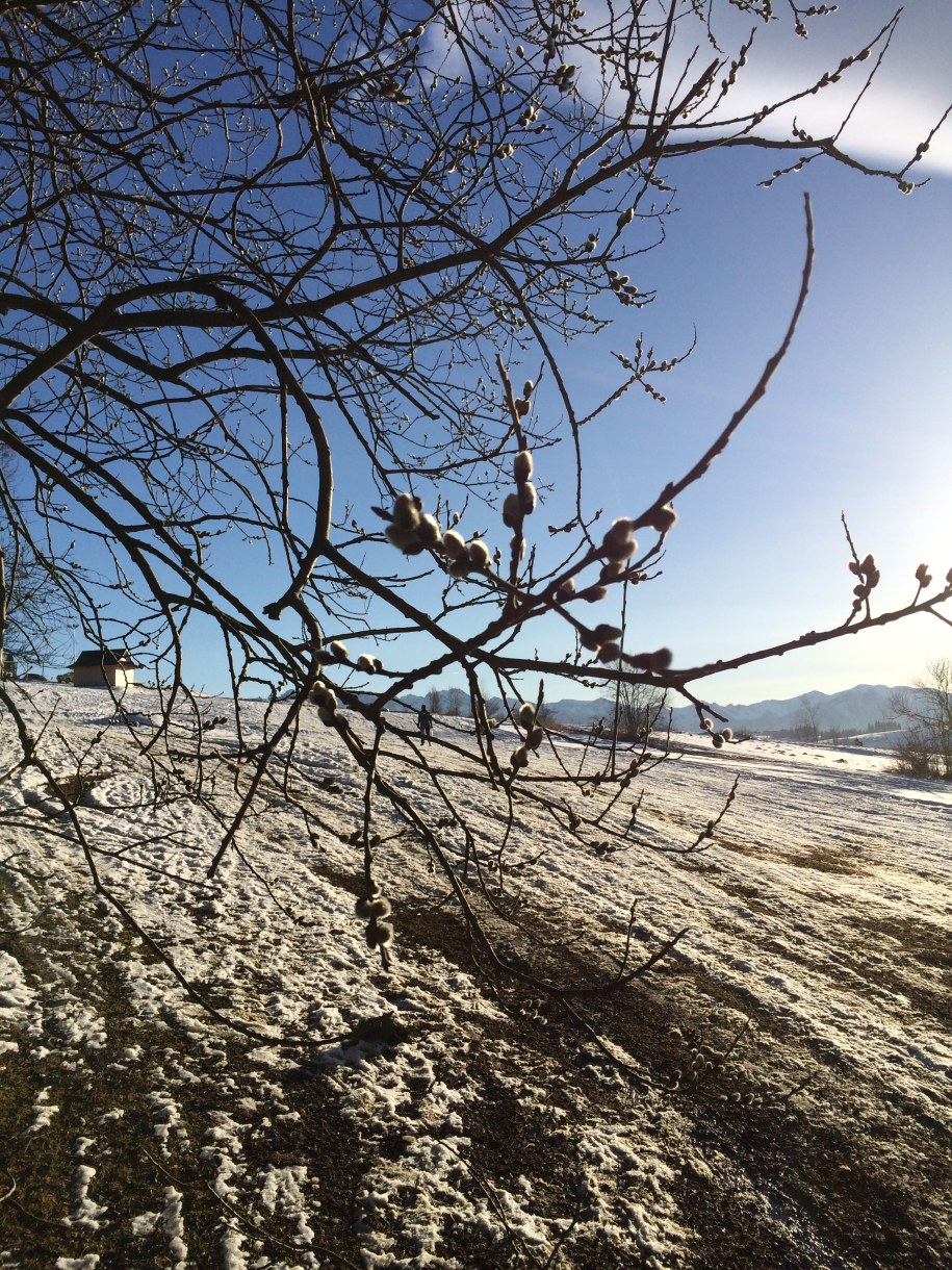 W górach zakwitły bazie /Maciej Pałahicki /RMF FM