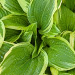 działka W grudniu nie zapomnij o funkiach. Potrzebują tego, by odżyć wiosną