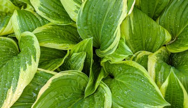 W grudniu nie zapomnij o funkiach. Potrzebują tego, by odżyć wiosną