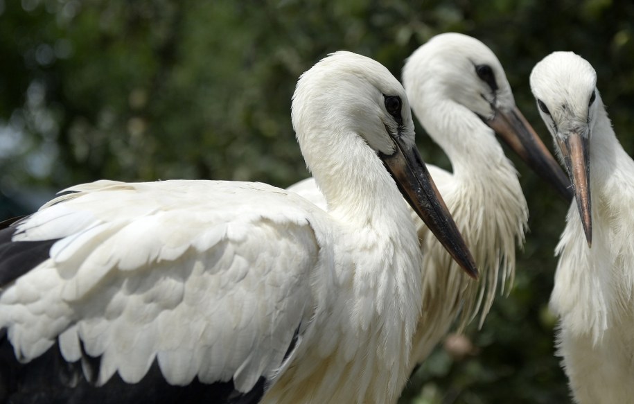 W grudniu poznamy wyniki światowego liczenia bocianów / 	Darek Delmanowicz    /PAP
