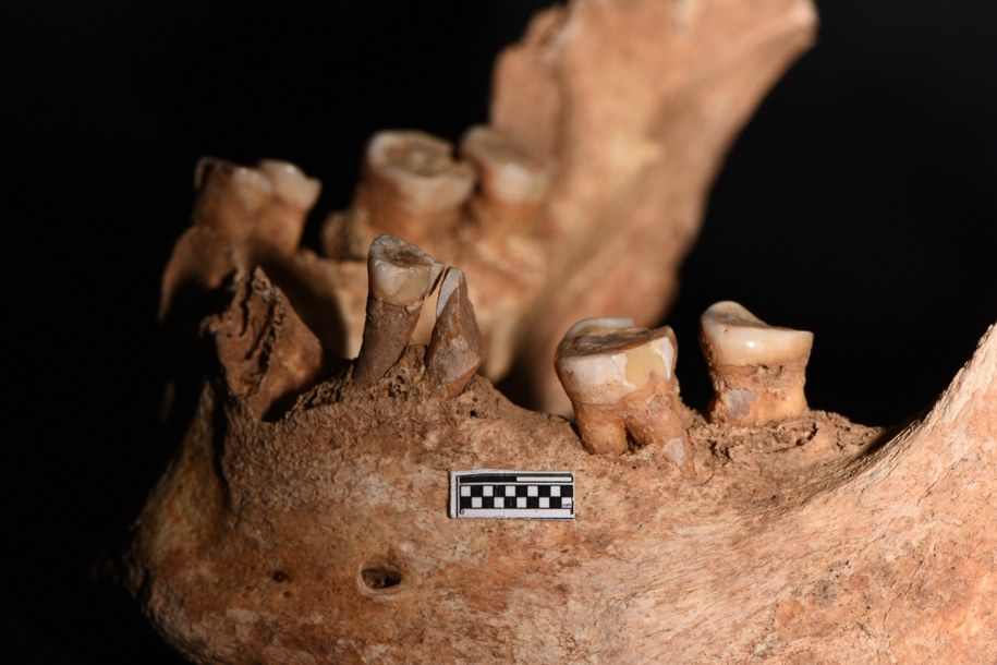 Jak żyli pierwsi ludzie? Szczęka sprzed 1,8 miliona lat może dać odpowiedź