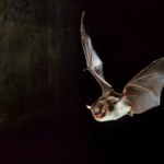 Himalaje W Himalajach znaleziono nowego nietoperza. Uwagę zwraca jedna część ciała