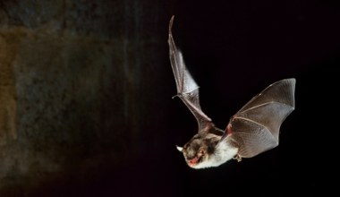 W Himalajach znaleziono nowego nietoperza. Uwagę zwraca jedna część ciała