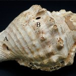 W Hiszpanii odkryto jedne z najstarszych instrumentów muzycznych świata