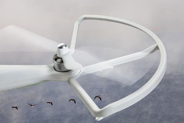 W Holandii odbywać się bęzie walka ptaków z dronami /&copy;123RF/PICSEL