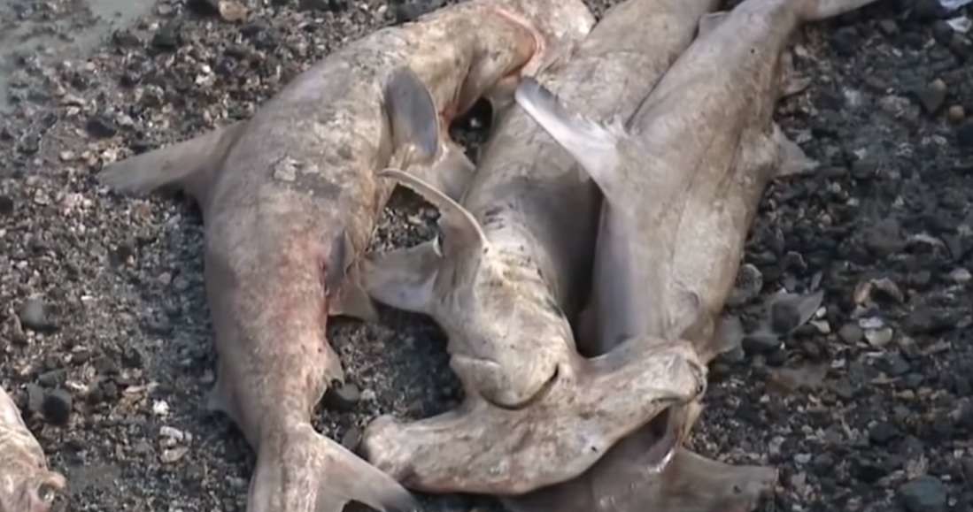 W Honolulu znaleziono dziesiątki martwych rekinów młotów /YouTube