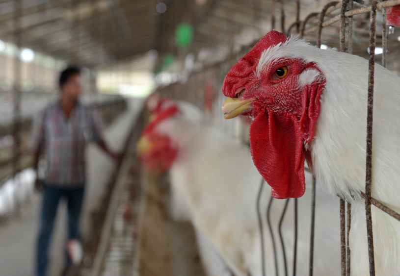 W Indiach kolistyna jest dodawana do paszy kurczaków /AFP