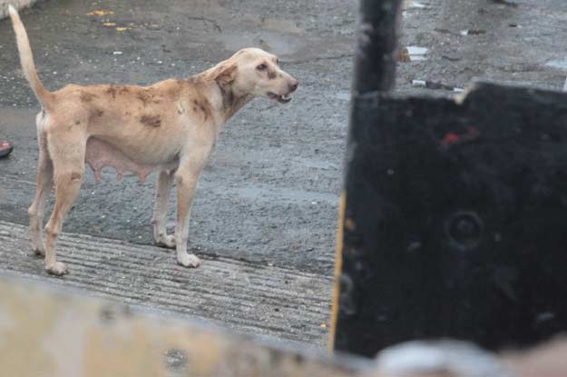 W Indiach po ulicach wałęsają sie bezpańskie psy. Wychudzone, w fatalnym stanie, szukają pożywienia /INTERIA.PL