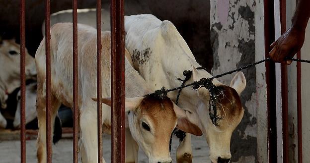 W Indiach przybiera na sile konflikt między wegetarianami a mięsożercami /AFP