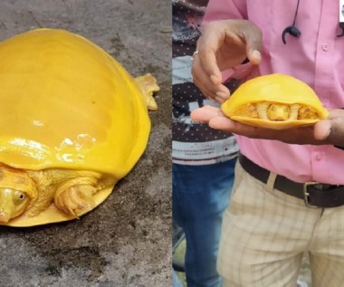 ​W Indiach znajdują coraz więcej złotych żółwi. Co się dzieje?