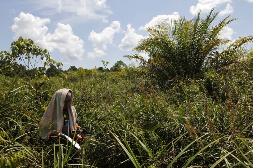 W Indonezji na plantacjach plamy olejowej pracuje ok. 7,6 mln kobiet /Jefta Images / Barcroft Media via Getty Images / Barcroft Media via Getty Images /Getty Images