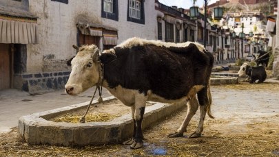 W indyjskim Gudżaracie za ubój krów - dożywocie