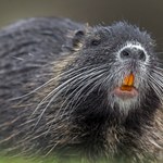 W internecie kwitnie nielegalny handel. Inwazyjne szczurobobry po 25 zł