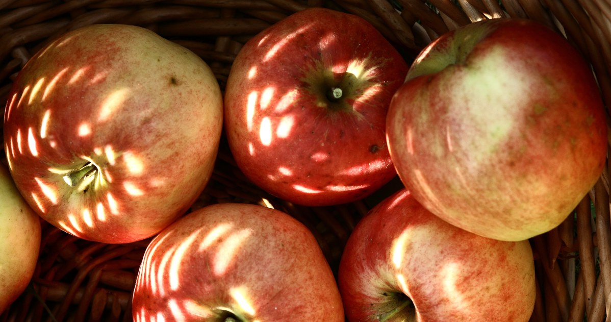 W jabłkach, a w szczególności w skórce, znajduje się dużo cennych dla zdrowia związków /123RF/PICSEL