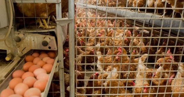 W jajach kurzych z Holandii stwierdzono obecność owadobójczego środka /Deutsche Welle