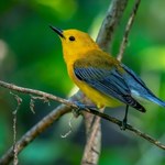 W jaki sposób migrujące ptaki śledzą idealne dla siebie warunki pogodowe w ciągu roku?
