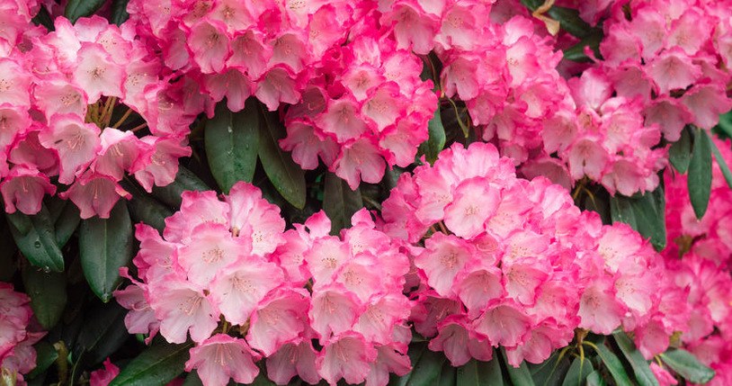 W jaki sposób odżywić rododendrony po mrozach, żeby zakwitły obficie w sezonie? /123RF/PICSEL
