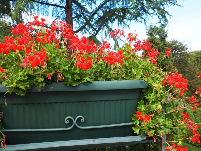 W jaki sposób uprawiać pelargonię kaskadową? /123RF/PICSEL