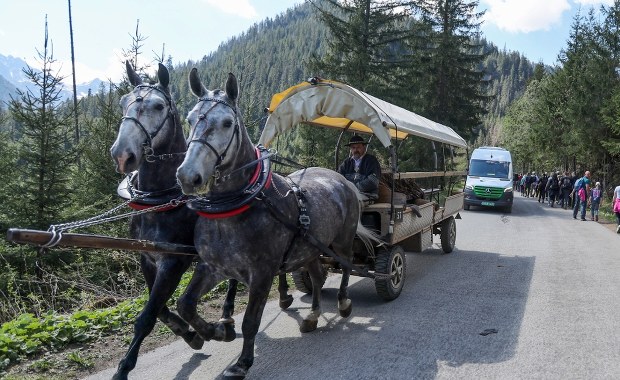 W jakiej kondycji są konie z Morskiego Oka? Badanie zakończone