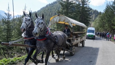 W jakiej kondycji są konie z Morskiego Oka? Badanie zakończone