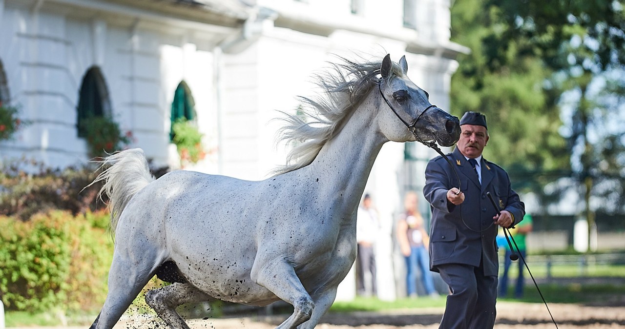 W Janowie Podlaskim od lat odbywa się aukcja koni arabskich /Piotr Jaruga/Polska Press/East News /East News