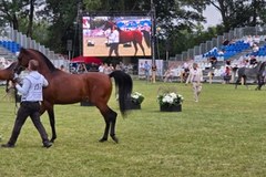 W Janowie Podlaskim trwają Dni Konia Arabskiego
