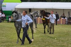 W Janowie Podlaskim trwają Dni Konia Arabskiego
