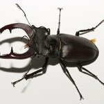 W Japonii dorównują psom i kotom. Modę napędzają komiksy i animacje