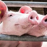 W Japonii powstają świnie z ludzkimi organami