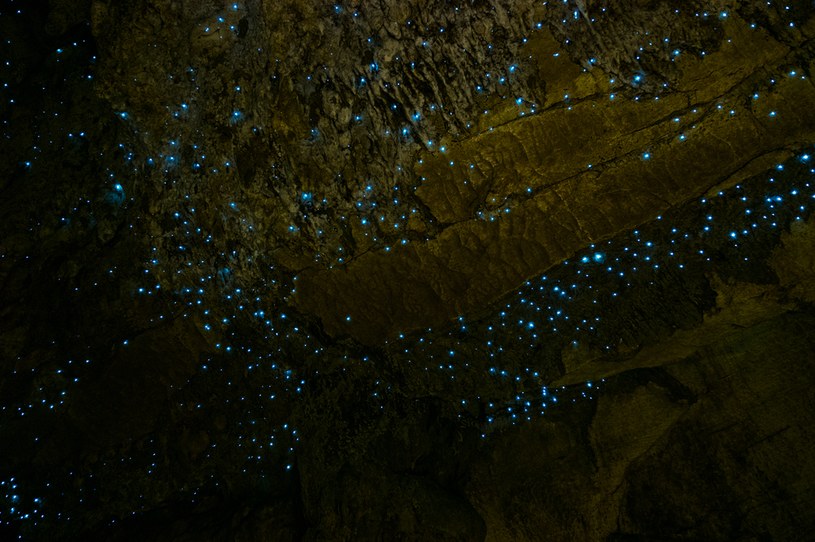 W jaskini Waitomo Glowworm można podziwiać "prawdziwe" gwiazdy /123RF/PICSEL