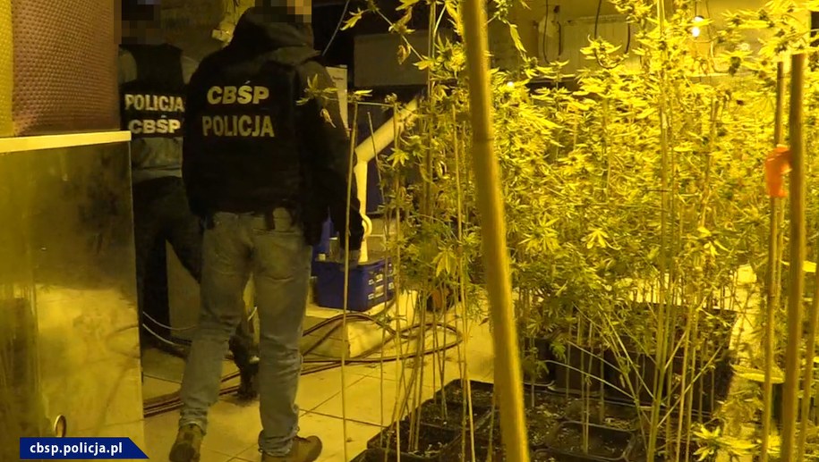 W jednym z wynajętych domów policjanci znaleźli i zlikwidowali profesjonalną oraz zautomatyzowaną uprawę konopi. /Policja
