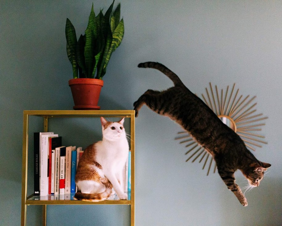 W kalendarzu mamy dziś wyjątkowe święto - Światowy Dzień Kota /Fot. Twój kot piłby whisky   /